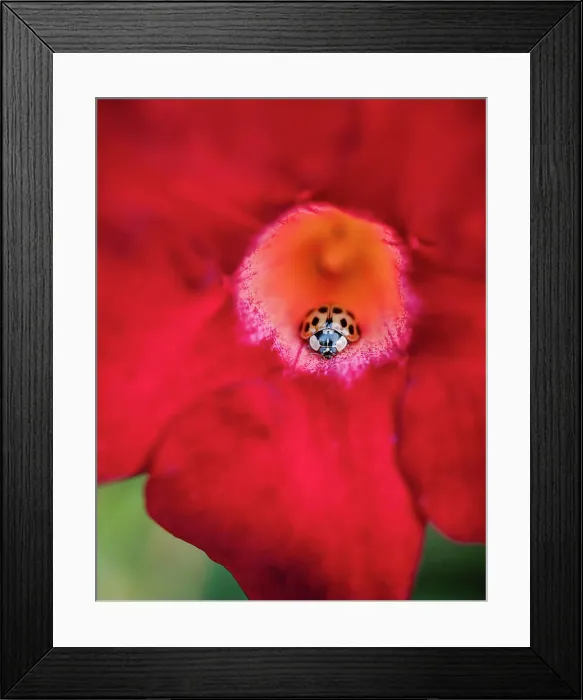 Framed Print : Close up of asian ladybug (harlequin beetle) inside a red flower Framed Print : Close up of asian ladybug (harlequin beetle) inside a red flower