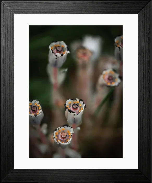 Framed Print : Close up of white Indian pipe ghost plant flowers blooming in forest Framed Print : Close up of white Indian pipe ghost plant flowers blooming in forest