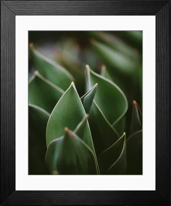 Framed Print : Close up of green leaves of tulip flowers in garden on spring day