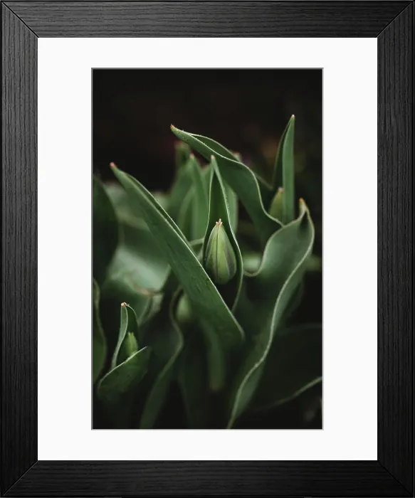 Framed Print : Close up of tulip flower bud emerging from leaves on spring day Framed Print : Close up of tulip flower bud emerging from leaves on spring day