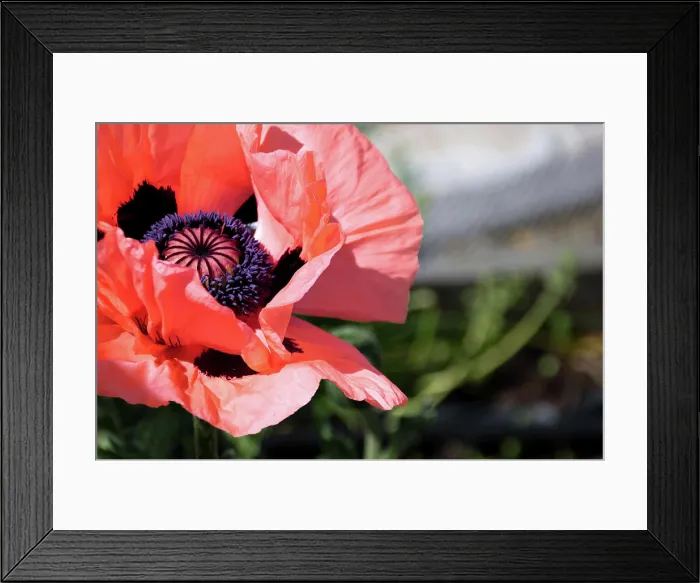 Framed Print : Close-up of a vibrant coral poppy flower with a dark center