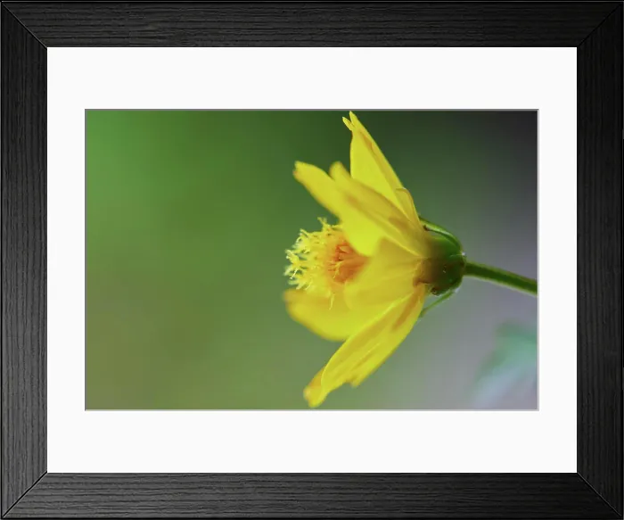 Framed Print : Close-up of Marigold flower blossom in garden Framed Print : Close-up of Marigold flower blossom in garden