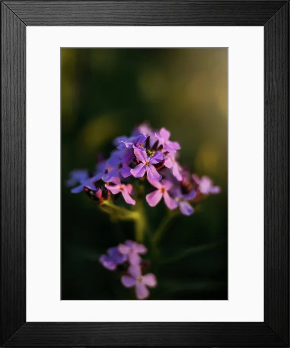 Framed Print : Close up Purple flowers in Sunlight Framed Print : Close up Purple flowers in Sunlight