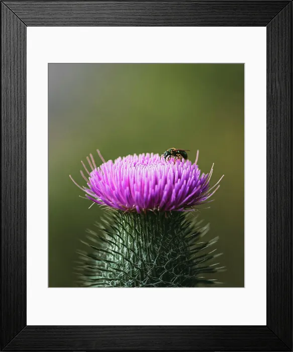 Framed Print : Close up of insect on top of flowering thistle plant in summer Framed Print : Close up of insect on top of flowering thistle plant in summer