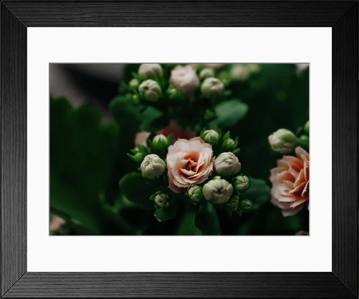Framed Print : indoor kalanchoe flowers close up Framed Print : indoor kalanchoe flowers close up