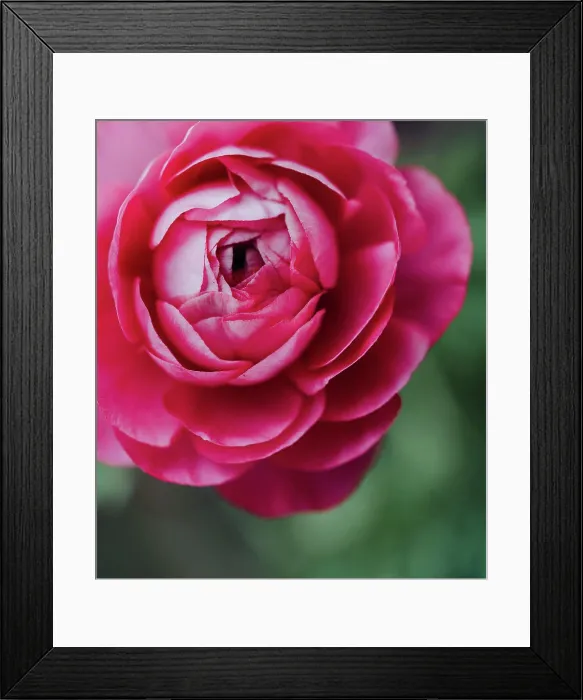 Framed Print : Close up of petals on pink ranunculus flower in garden Framed Print : Close up of petals on pink ranunculus flower in garden