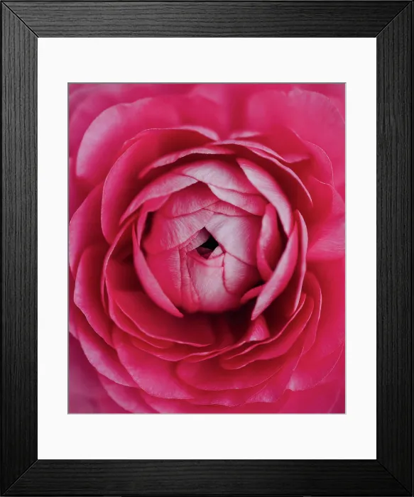Framed Print : Close up macro of layered petals in center of pink ranunculus flower Framed Print : Close up macro of layered petals in center of pink ranunculus flower