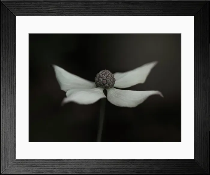 Framed Print : Close-up of a kousa dogwood, cream flower