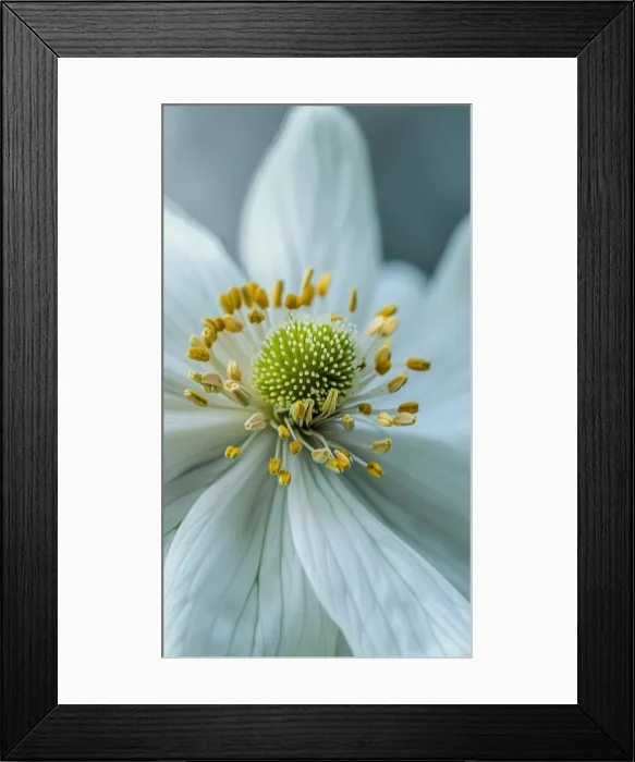 Framed Print : A close-up view showcasing the intricate details of a white flower with vibrant yellow stamen