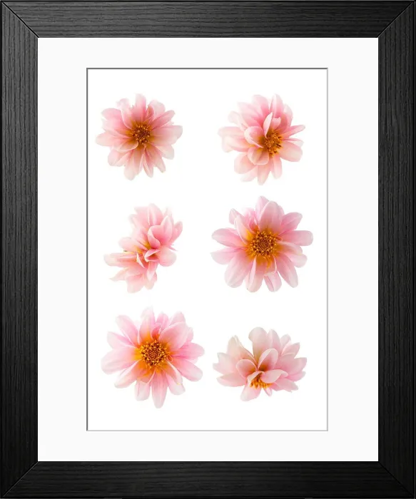 Framed Print : Pink dahlia head flowers close up isolated on a white background Framed Print : Pink dahlia head flowers close up isolated on a white background