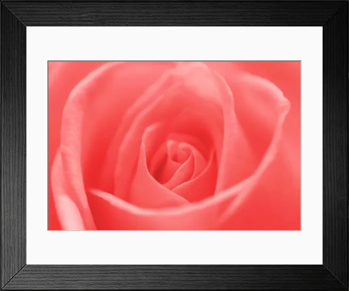 Framed Print : beautiful flower rose. Close-up beautiful flower rose. Close-up Copyright: xZoonar.com / SerhiixPavlovx 1276381 Framed Print : beautiful flower rose. Close-up beautiful flower rose. Close-up Copyright: xZoonar.com / SerhiixPavlovx 1276381