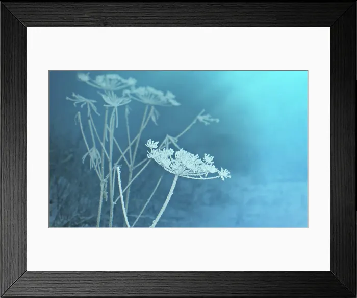 Framed Print : Winter scene Winter scene.Frozenned flower close up Framed Print : Winter scene Winter scene.Frozenned flower close up