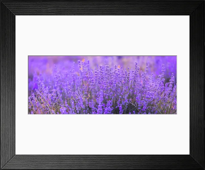 Framed Print : Lavender flowers close-up background banner Lavender purple flowers row close-up Framed Print : Lavender flowers close-up background banner Lavender purple flowers row close-up