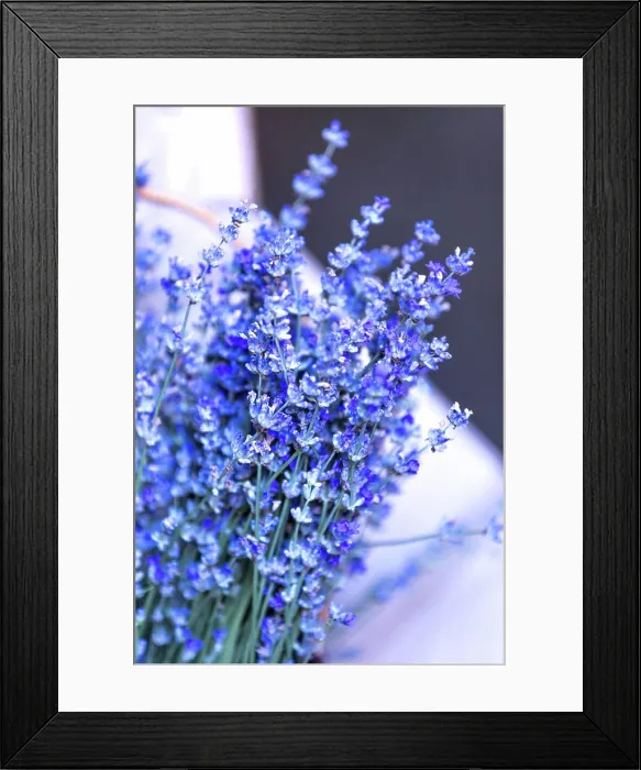 Framed Print : Close-up of lavender flowers, Soft focus Close-up of lavender flowers bunch Framed Print : Close-up of lavender flowers, Soft focus Close-up of lavender flowers bunch