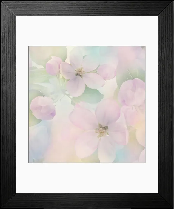 Framed Print : Apple Tree Flowers close up Pink Apple Tree Flowers close up for Background Copyright: xZoonar Framed Print : Apple Tree Flowers close up Pink Apple Tree Flowers close up for Background Copyright: xZoonar