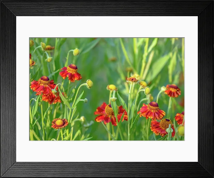 Framed Print : Close up of red flowers Close up of red flowers with blur green background Copyright: xZoonar Framed Print : Close up of red flowers Close up of red flowers with blur green background Copyright: xZoonar