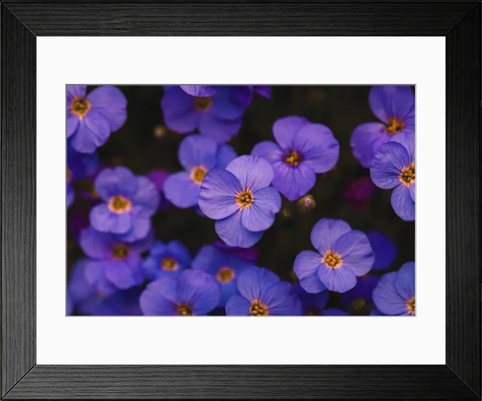 Framed Print : Aubrieta flower close -up, Aubrieta deltoidea Framed Print : Aubrieta flower close -up, Aubrieta deltoidea