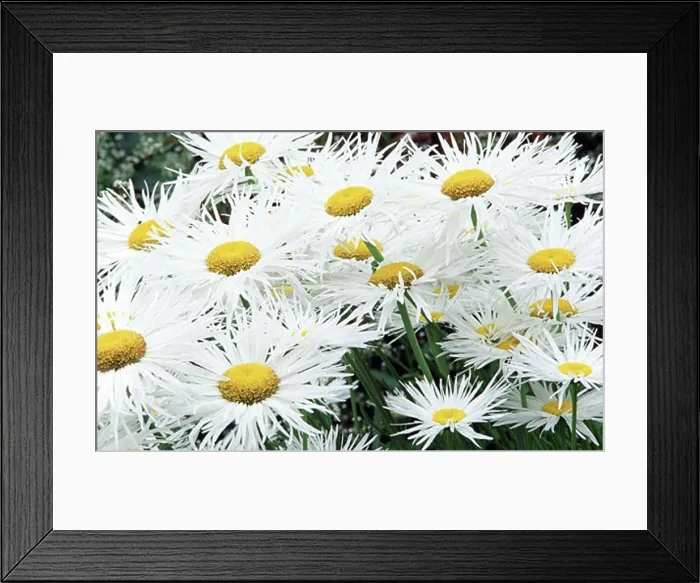 Framed Print : Close-up of Fleabane flowers in a garden Framed Print : Close-up of Fleabane flowers in a garden