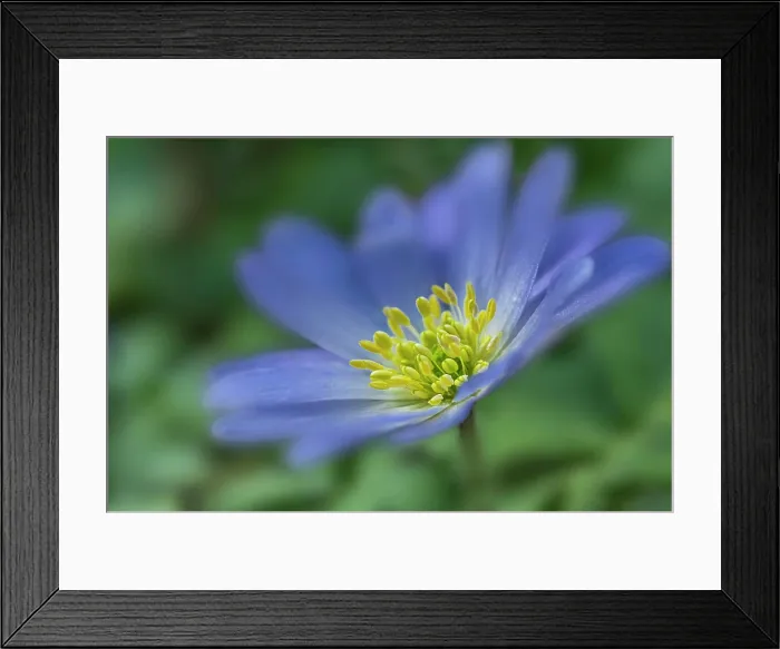 Framed Print : Close up of an anemone Blanda flower Framed Print : Close up of an anemone Blanda flower