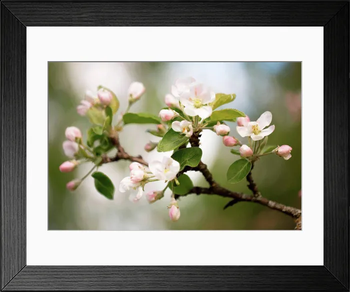Framed Print : Apple Tree branch with with white flowers in close-up Framed Print : Apple Tree branch with with white flowers in close-up