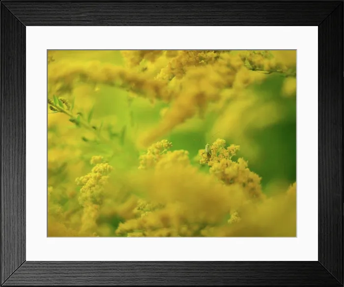 Framed Print : Grasshopper on yellow flowers, close-up Framed Print : Grasshopper on yellow flowers, close-up