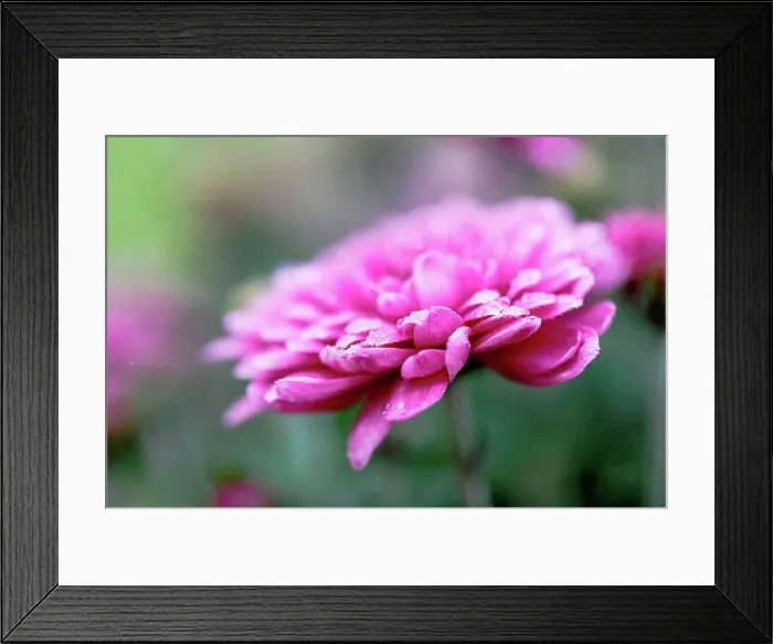 Framed Print : Winter aster, close-up, double flowers Framed Print : Winter aster, close-up, double flowers