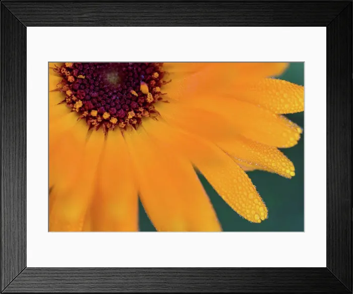 Framed Print : Marigold flower, Calendula officinalis, dew drops, close-up Framed Print : Marigold flower, Calendula officinalis, dew drops, close-up