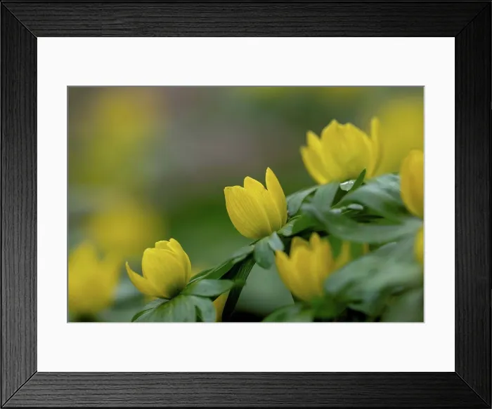 Framed Print : Winterlings, Eranthis hyemalis, yellow flowering, close-up Framed Print : Winterlings, Eranthis hyemalis, yellow flowering, close-up