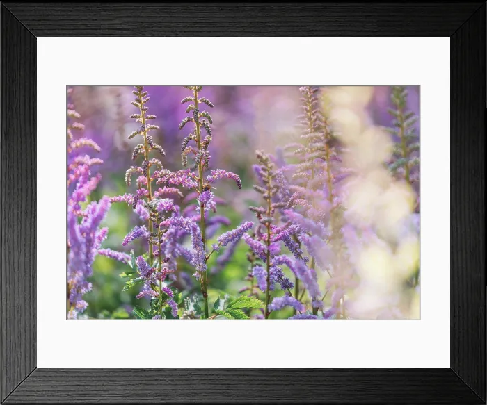 Framed Print : Flowering grasses, close-up Framed Print : Flowering grasses, close-up