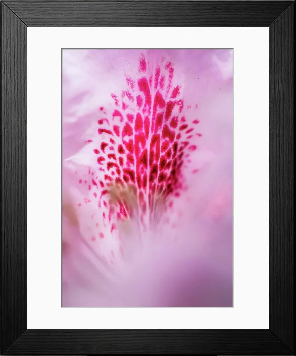 Framed Print : Rhododendron, flowers, close up Framed Print : Rhododendron, flowers, close up