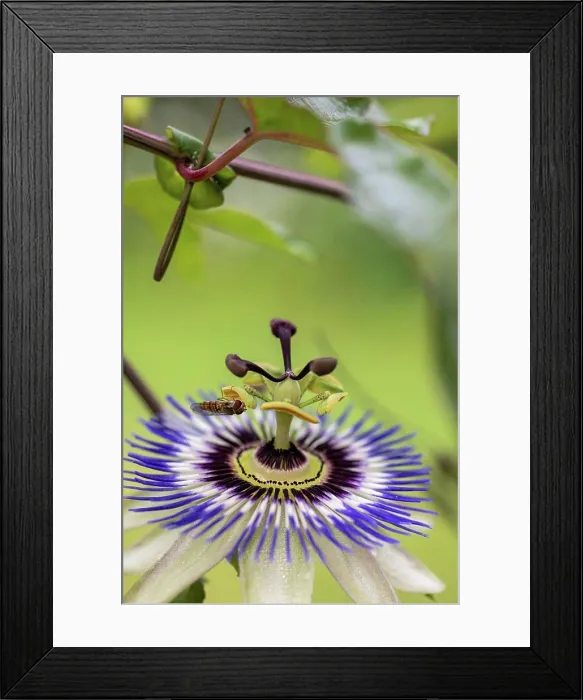 Framed Print : Blue passion flower, (Passiflora caerulea), flower, close up Framed Print : Blue passion flower, (Passiflora caerulea), flower, close up