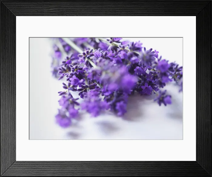 Framed Print : Bundle of Lavender Flowers - Close-up view Framed Print : Bundle of Lavender Flowers - Close-up view