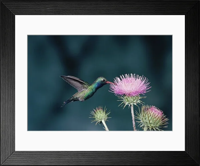 Framed Print : Close-up of a Broad-billed Hummingbird (Cynanthus latirostris)