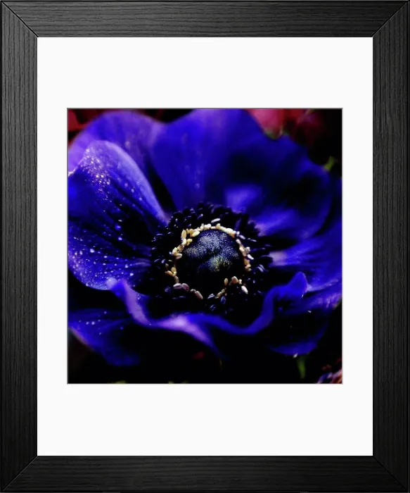 Framed Print : Close up of water droplets on flower Framed Print : Close up of water droplets on flower
