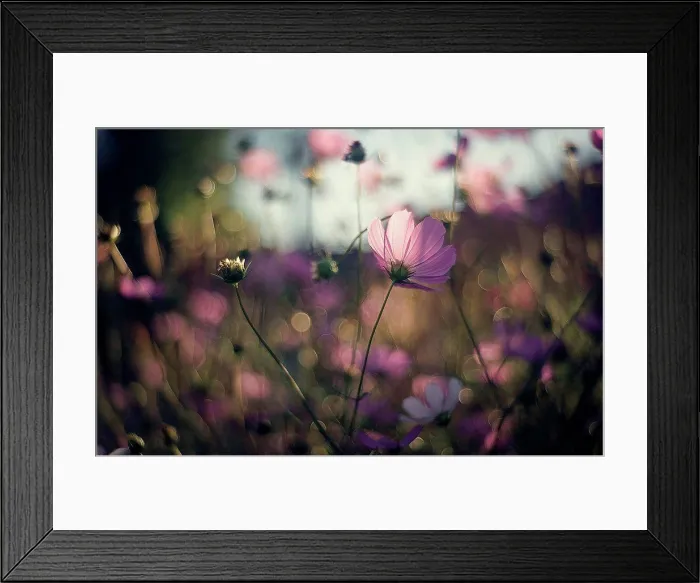 Framed Print : Close up of purple flowers in field Framed Print : Close up of purple flowers in field