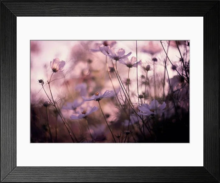 Framed Print : Close up of flowers in field Framed Print : Close up of flowers in field
