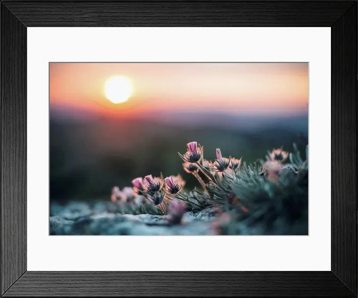Framed Print : Close up of flowers at sunset Framed Print : Close up of flowers at sunset