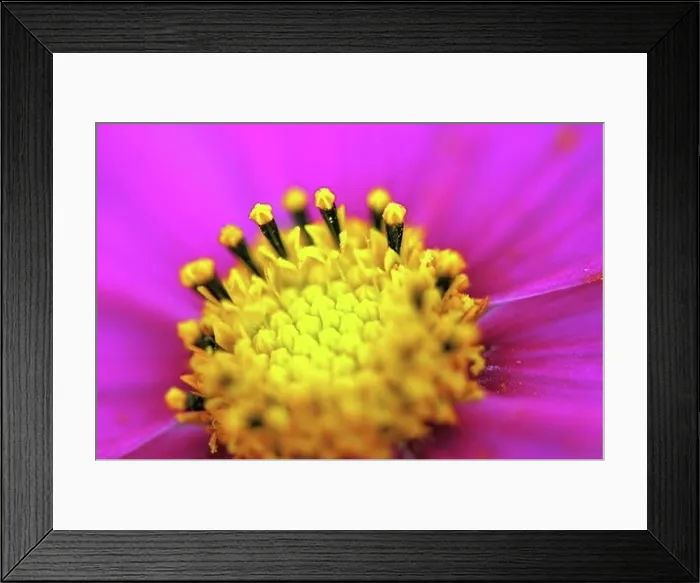 Framed Print : Close-up of a flower Framed Print : Close-up of a flower