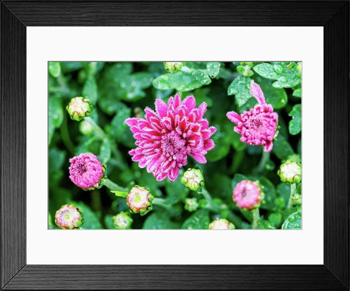 Framed Print : Winter aster, close-up, double flowers Framed Print : Winter aster, close-up, double flowers