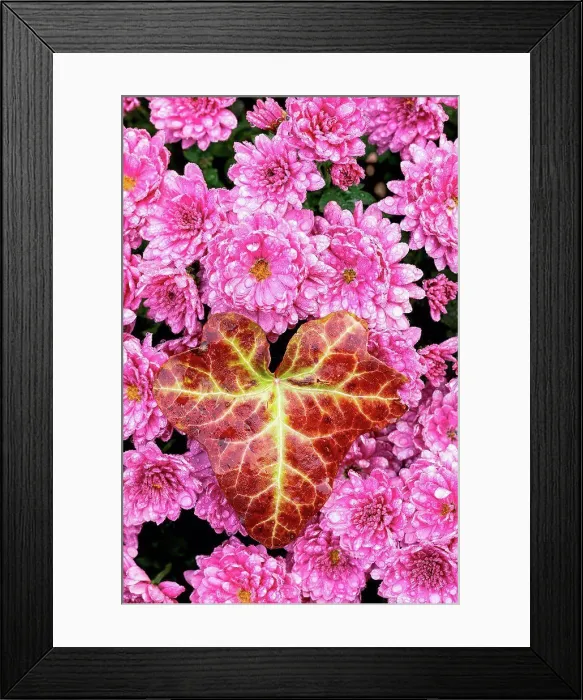 Framed Print : Winter aster, close-up, double flowers, ivy leaf