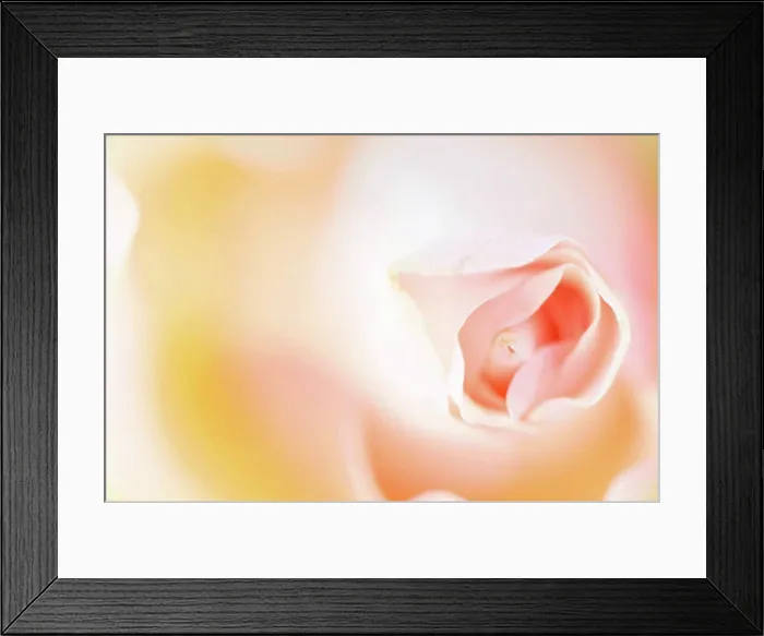 Framed Print : rosebud, pastel pink color, close-up Framed Print : rosebud, pastel pink color, close-up