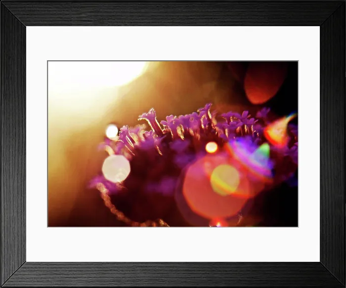 Framed Print : Back light photography of a flower, light reflexion, close-up