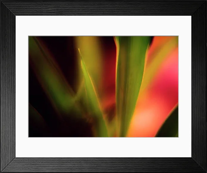 Framed Print : Close up of flower Framed Print : Close up of flower