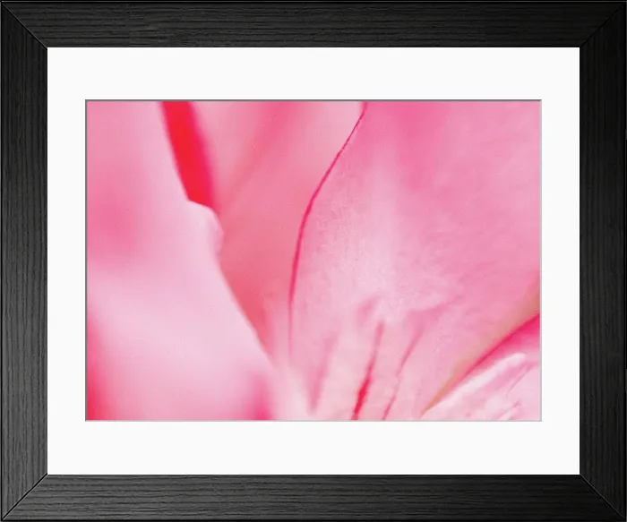 Framed Print : Flower petals, extreme close-up Framed Print : Flower petals, extreme close-up