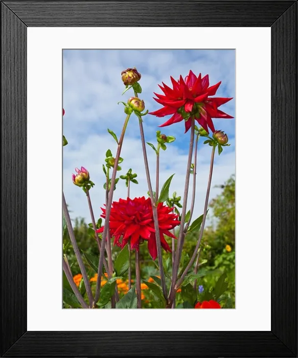 Framed Print : Close up of pink flowers