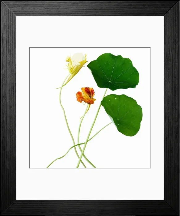Framed Print : Close up of flowers and leaves Framed Print : Close up of flowers and leaves