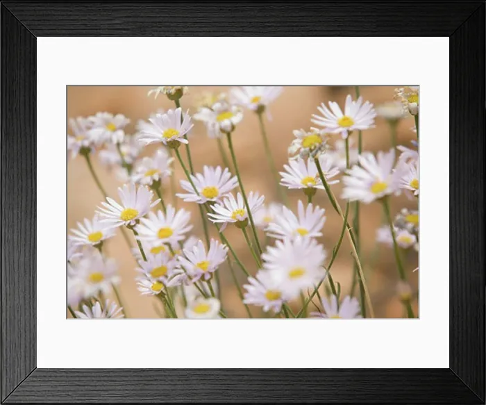 Framed Print : Close-up of flowers