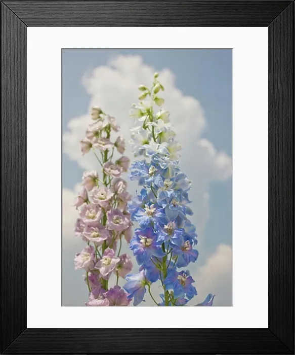 Framed Print : Close-up of flowers against sky