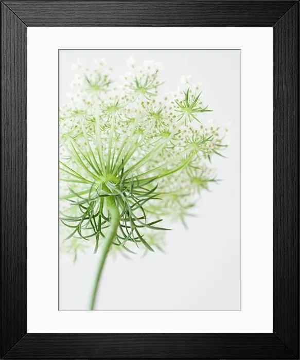 Framed Print : Close-up of flower