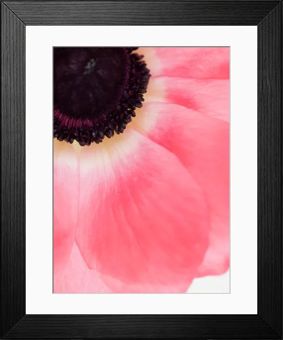 Framed Print : Close-up of tropical flower